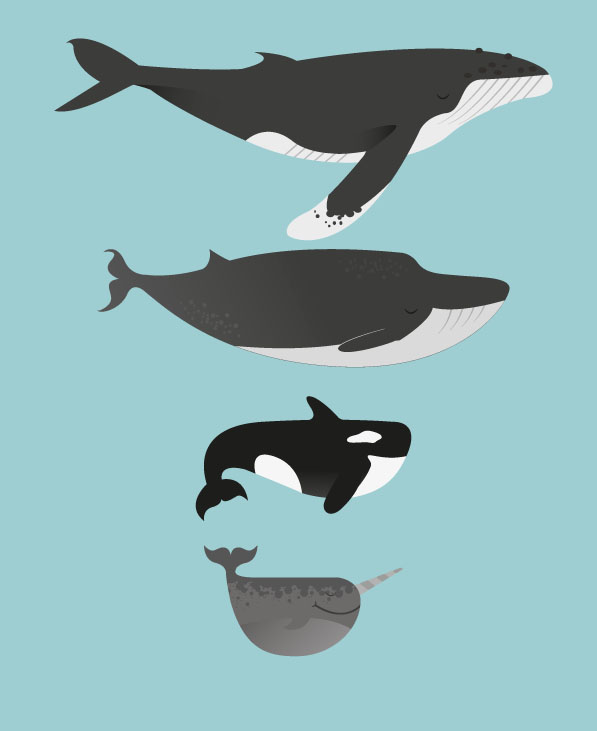 The Whales Collection